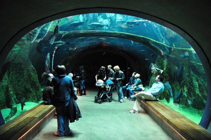 acuario museo ciencias de california